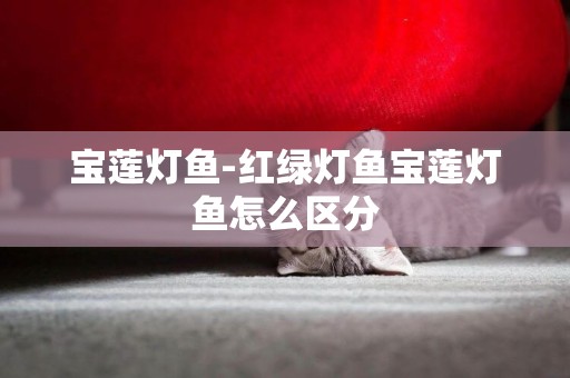 寶蓮燈魚-紅綠燈魚寶蓮燈魚怎么區分