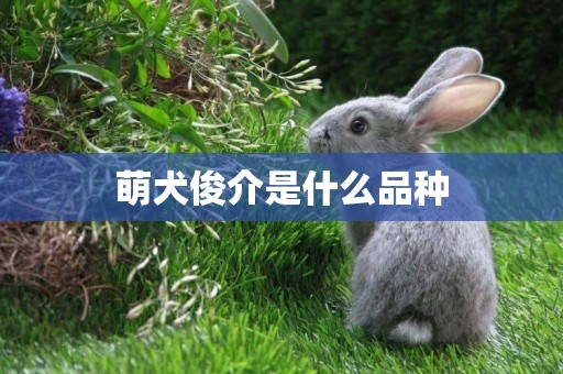萌犬俊介是什么品種