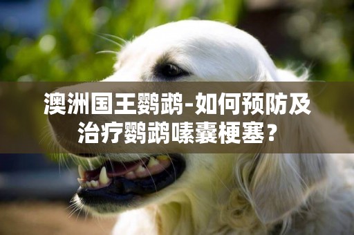 澳洲國王鸚鵡-如何預防及治療鸚鵡嗉囊梗塞？
