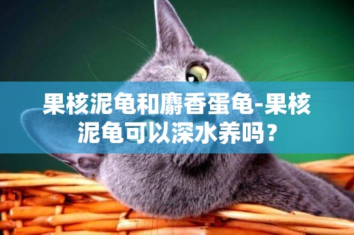 果核泥龜和麝香蛋龜-果核泥龜可以深水養嗎？