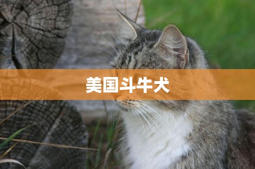 美國斗牛犬