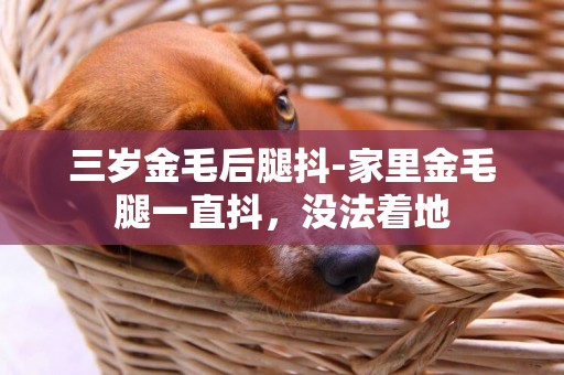三歲金毛后腿抖-家里金毛腿一直抖，沒法著地