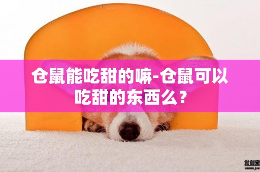 倉鼠能吃甜的嘛-倉鼠可以吃甜的東西么？