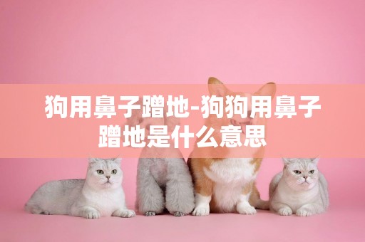 狗用鼻子蹭地-狗狗用鼻子蹭地是什么意思
