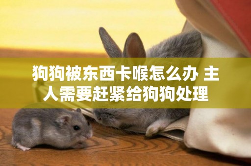 狗狗被東西卡喉怎么辦 主人需要趕緊給狗狗處理