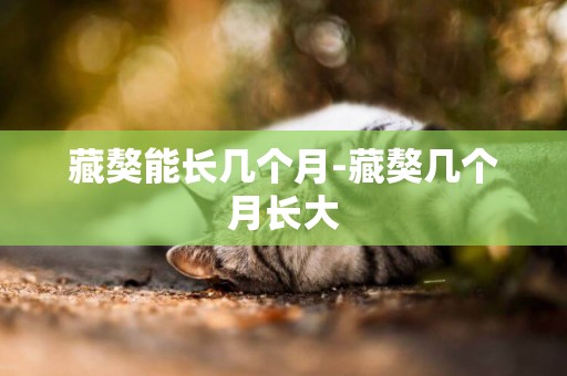 藏獒能長幾個月-藏獒幾個月長大