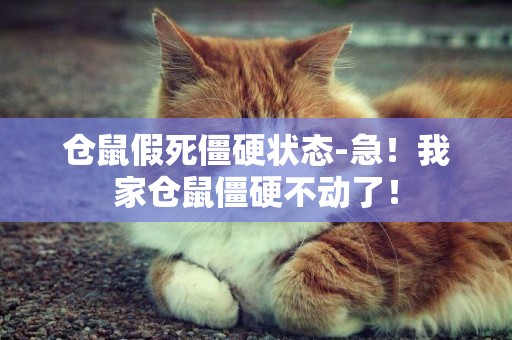 倉鼠假死僵硬狀態-急！我家倉鼠僵硬不動了！