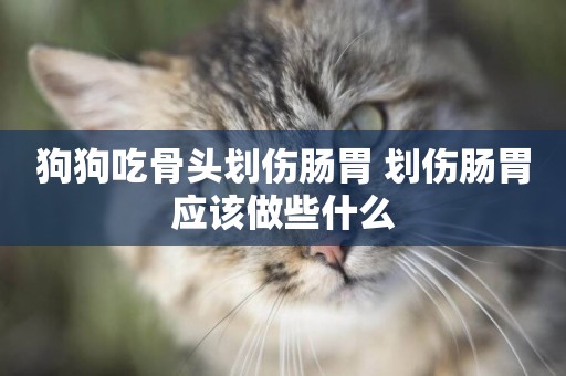 狗狗吃骨頭劃傷腸胃 劃傷腸胃應該做些什么