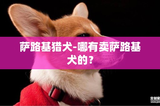 薩路基獵犬-哪有賣薩路基犬的？
