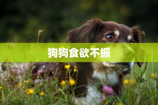 狗狗食欲不振