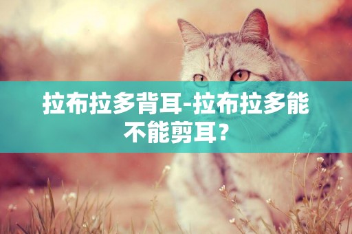 拉布拉多背耳-拉布拉多能不能剪耳？