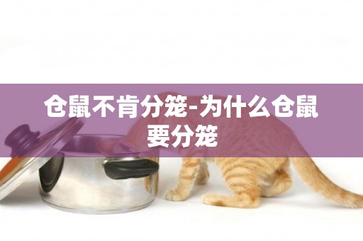 倉鼠不肯分籠-為什么倉鼠要分籠