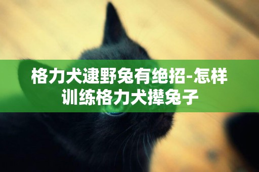 格力犬逮野兔有絕招-怎樣訓練格力犬攆兔子