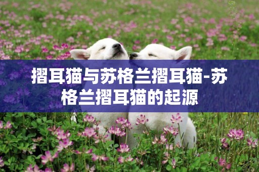 摺耳貓與蘇格蘭摺耳貓-蘇格蘭摺耳貓的起源