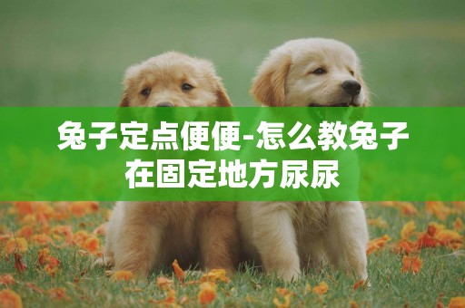 兔子定點便便-怎么教兔子在固定地方尿尿