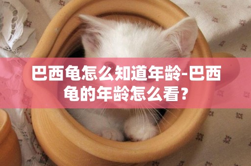 巴西龜怎么知道年齡-巴西龜的年齡怎么看？