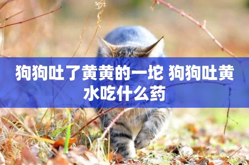 狗狗吐了黃黃的一坨 狗狗吐黃水吃什么藥