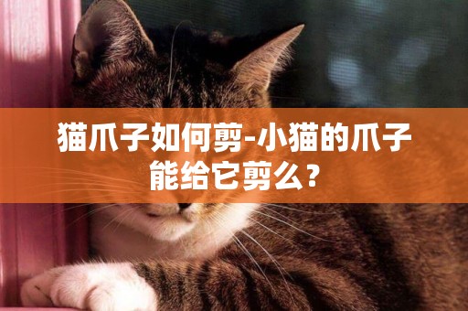 貓爪子如何剪-小貓的爪子能給它剪么？