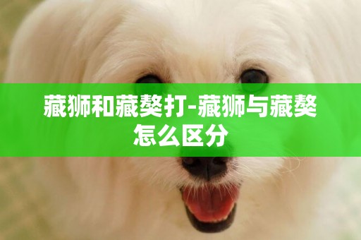 藏獅和藏獒打-藏獅與藏獒怎么區分