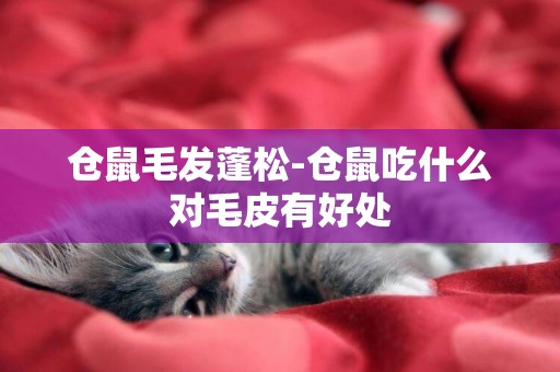 倉鼠毛發蓬松-倉鼠吃什么對毛皮有好處
