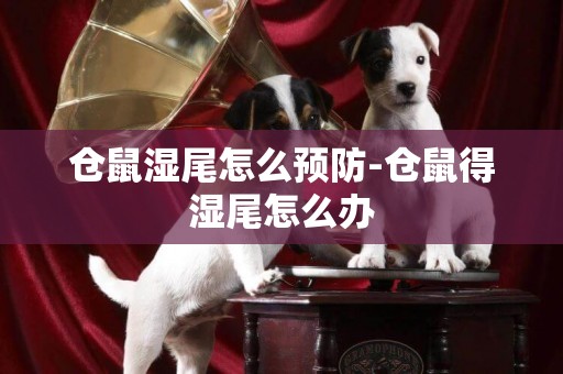 倉鼠濕尾怎么預防-倉鼠得濕尾怎么辦
