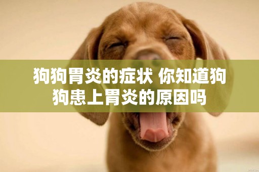 狗狗胃炎的癥狀 你知道狗狗患上胃炎的原因嗎