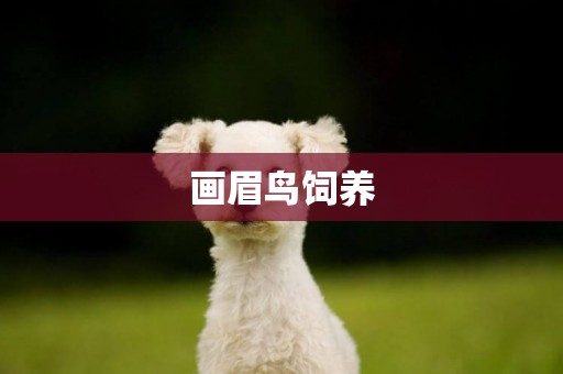 畫眉鳥飼養
