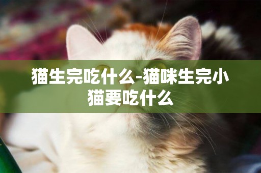 貓生完吃什么-貓咪生完小貓要吃什么