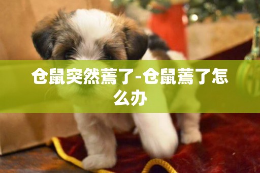 倉鼠突然蔫了-倉鼠蔫了怎么辦