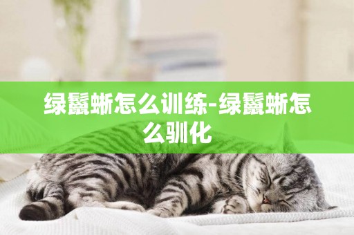 綠鬣蜥怎么訓練-綠鬣蜥怎么馴化
