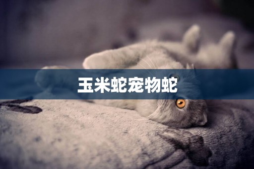 玉米蛇寵物蛇