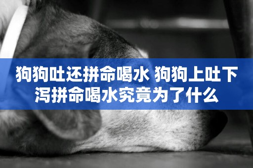 狗狗吐還拼命喝水 狗狗上吐下瀉拼命喝水究竟為了什么