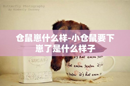 倉鼠崽什么樣-小倉鼠要下崽了是什么樣子