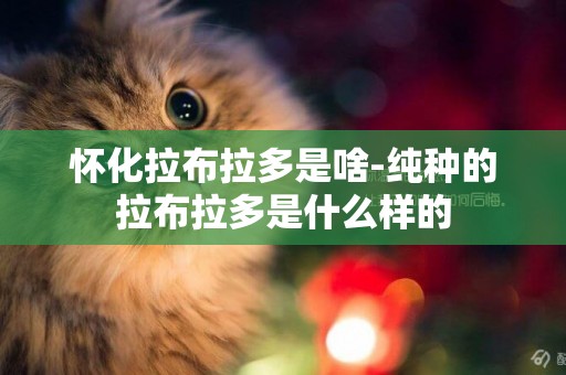 懷化拉布拉多是啥-純種的拉布拉多是什么樣的