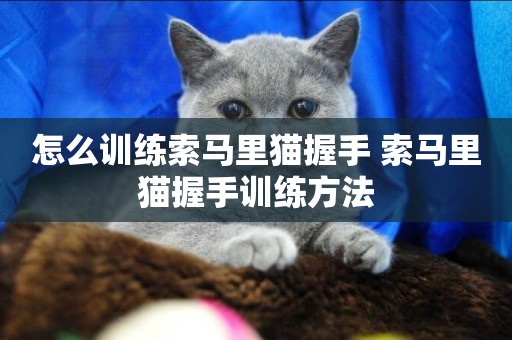 怎么訓練索馬里貓握手 索馬里貓握手訓練方法