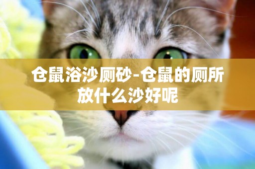 倉鼠浴沙廁砂-倉鼠的廁所放什么沙好呢