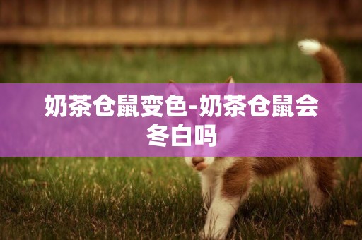 奶茶倉鼠變色-奶茶倉鼠會冬白嗎