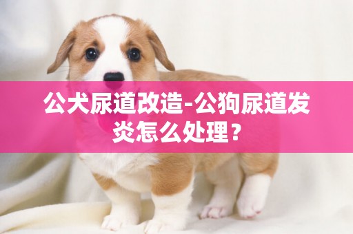 公犬尿道改造-公狗尿道發炎怎么處理？