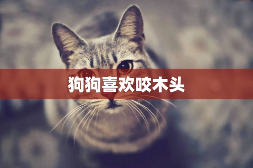 狗狗喜歡咬木頭