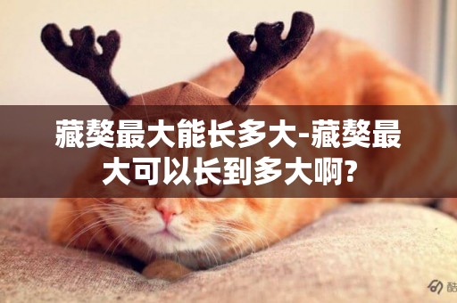 藏獒最大能長多大-藏獒最大可以長到多大啊?