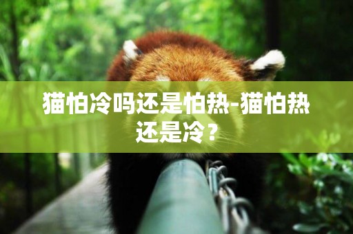 貓怕冷嗎還是怕熱-貓怕熱還是冷？