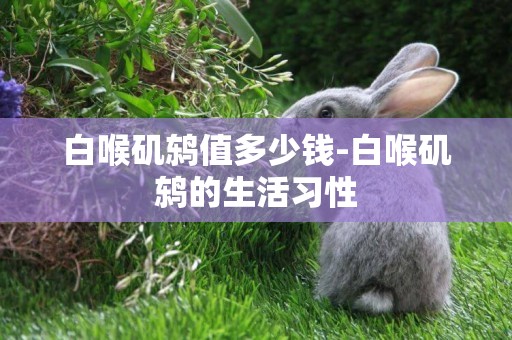 白喉磯鶇值多少錢-白喉磯鶇的生活習性
