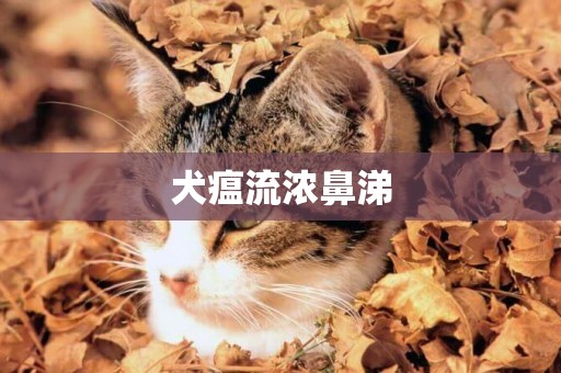 犬瘟流濃鼻涕