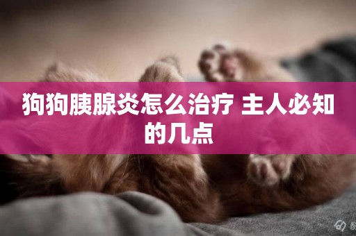 狗狗胰腺炎怎么治療 主人必知的幾點