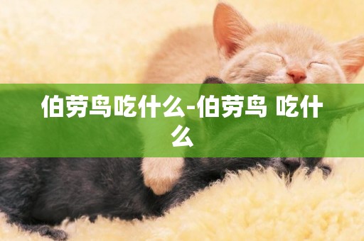 伯勞鳥吃什么-伯勞鳥 吃什么