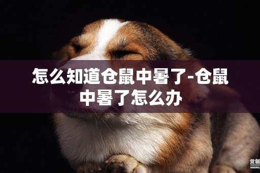 怎么知道倉鼠中暑了-倉鼠中暑了怎么辦