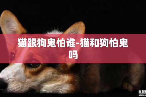 貓跟狗鬼怕誰-貓和狗怕鬼嗎