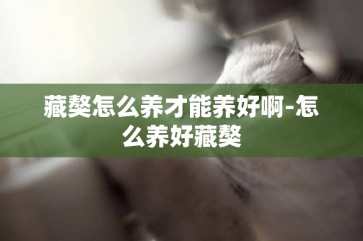 藏獒怎么養才能養好啊-怎么養好藏獒