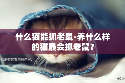 什么貓能抓老鼠-養什么樣的貓最會抓老鼠？