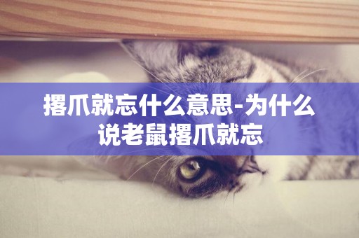 撂爪就忘什么意思-為什么說老鼠撂爪就忘